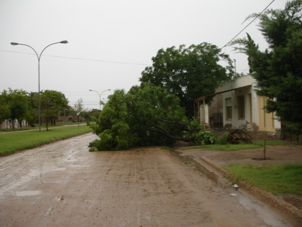 Temporal Guatraché - 30012001 - XII